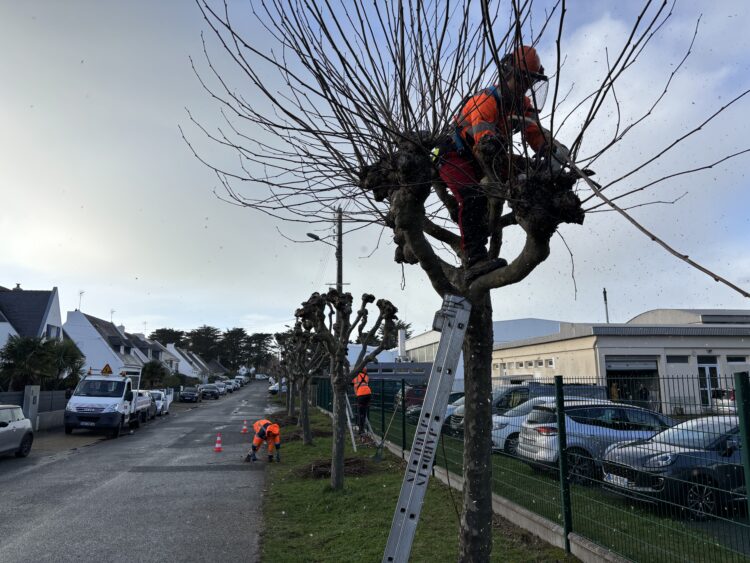 Le Pouliguen lance une taille “raisonnée” de ses arbres en cœur de ville