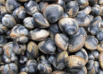 La pêche à pied de la coque interdite à La Baule
